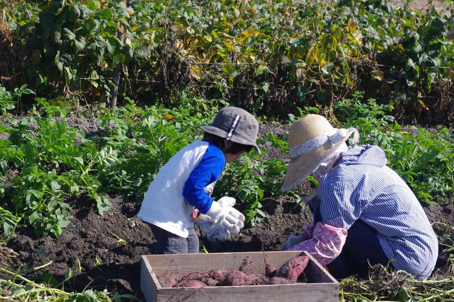 隣地の畑で食育活動